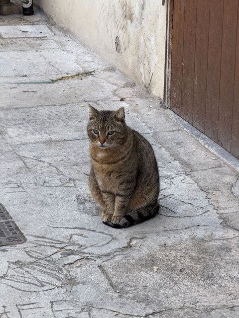 katt på trottoaren